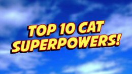 Cat Super Powers!